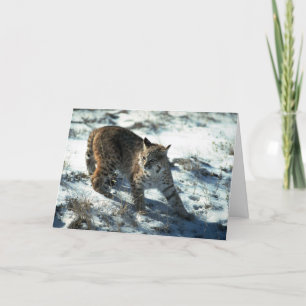 Bobcat på snö kort