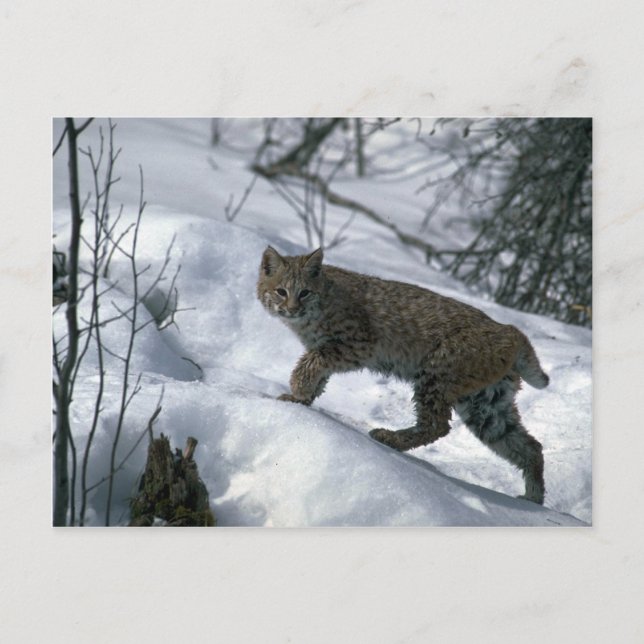 Bobcat på snö vykort (Framsida)