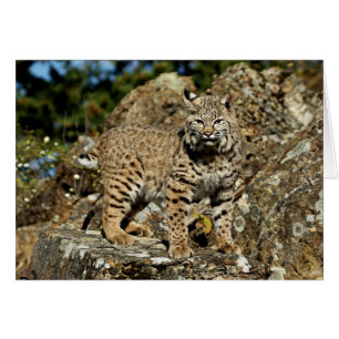 Bobcat på Sten Hälsningskort