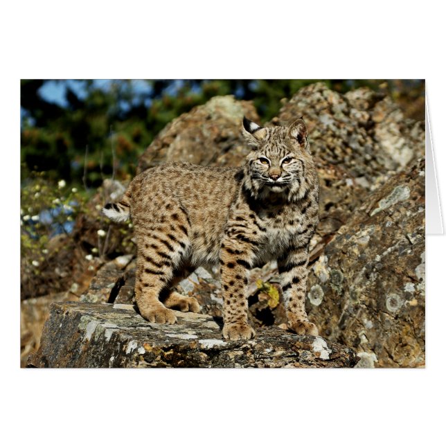Bobcat på Sten Hälsningskort (Framsidan Horizontal)