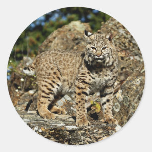 Bobcat på Sten Runt Klistermärke