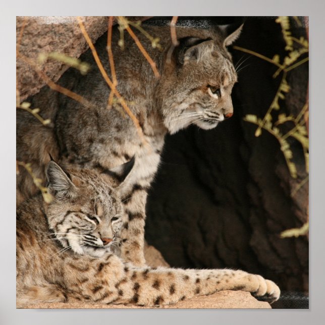 Bobcat Photo Print Poster (Framsidan)
