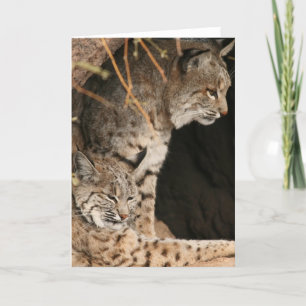 Bobcat Photos Greetign Card Kort