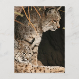 Bobcat Photos Postcard Vykort