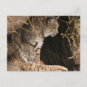 Bobcat Photos Postcard Vykort