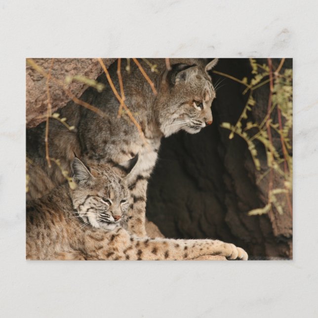 Bobcat Photos Postcard Vykort (Framsida)