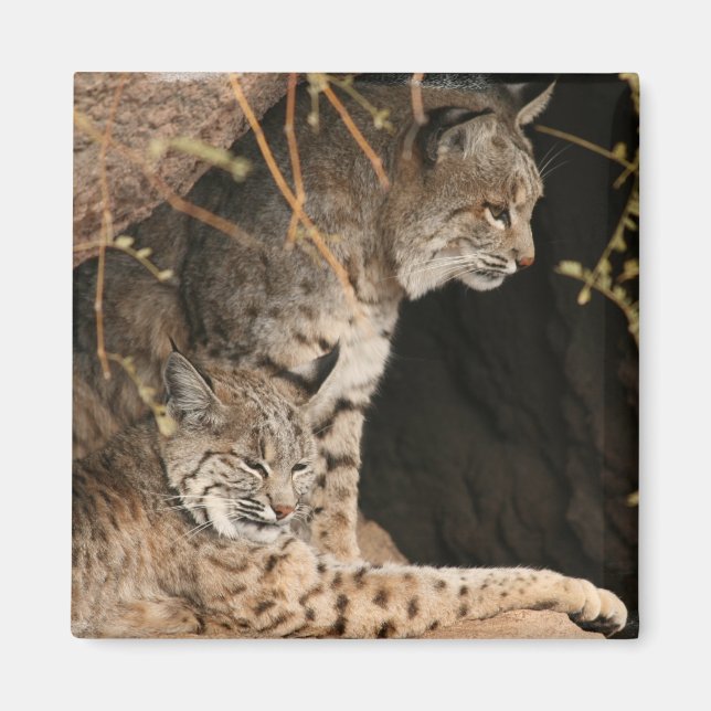 Bobcat Photos Square Magnet (Framsidan)