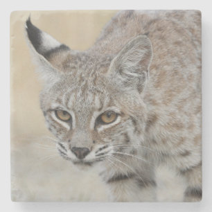Bobcat Porträtt Stone Underlägg