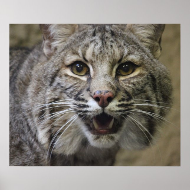 Bobcat Poster (Framsidan)