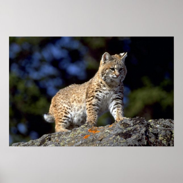 Bobcat Poster (Framsidan)