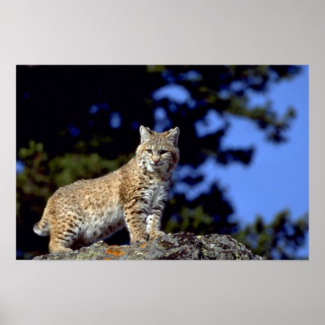 Bobcat Poster (Framsidan)