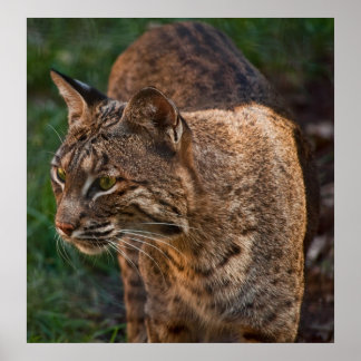 BobCat Poster