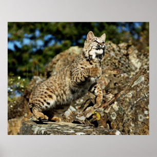 Bobcat - redo som Pounce Poster