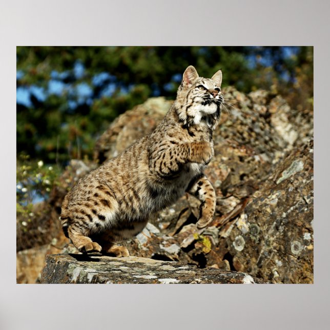 Bobcat - Redo till Pounce Poster (Framsidan)