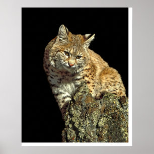 Bobcat sitta på sten från Junglewalk.com Poster