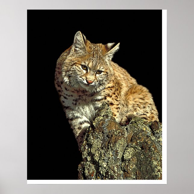 Bobcat sitta på sten från Junglewalk.com Poster (Framsidan)