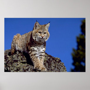 Bobcat skyred poster