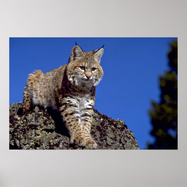 Bobcat skyred poster (Framsidan)