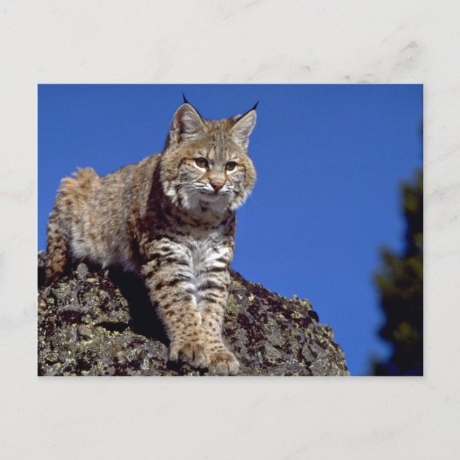 Bobcat skyred vykort (Framsida)