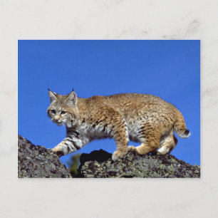 Bobcat skyred vykort