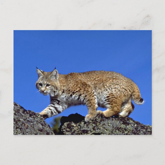 Bobcat skyred vykort (Framsida)