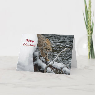 Bobcat Snö Vatten Photo jul Helgkort