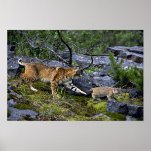 Bobcat-sommar-mamma med liten kattunge poster