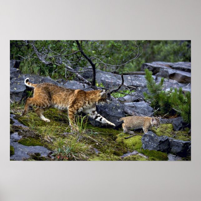 Bobcat-sommar-mamma med liten kattunge poster (Framsidan)