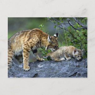 Bobcat-sommar-mamma med liten kattunge vykort