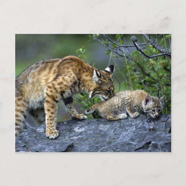 Bobcat-sommar-mamma med liten kattunge vykort (Framsida)