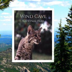 Bobcat vid Vind Cave National Park, South Dakota Vykort