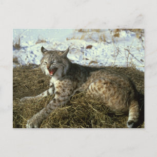 Bobcat vycard vykort