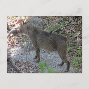 Bobcat vycard vykort