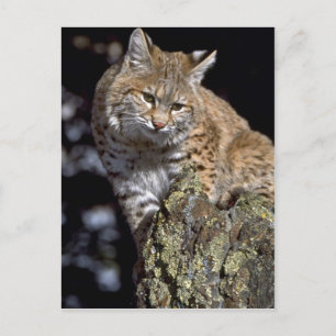Bobcat Vykort