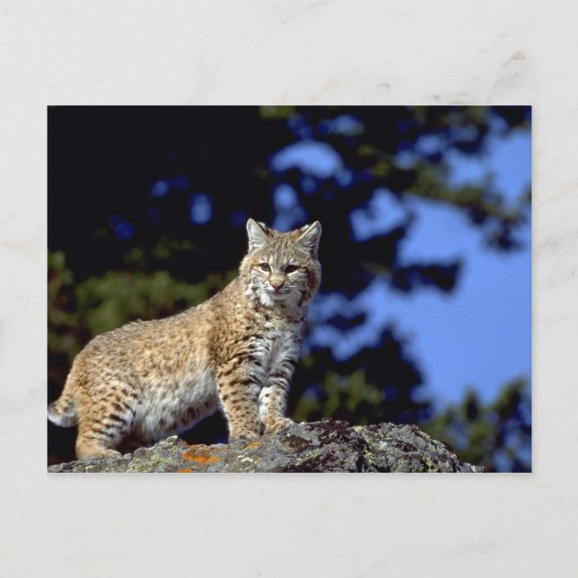 Bobcat Vykort (Framsida)