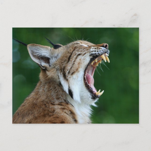 Bobcat Yawning Postcard Vykort (Framsida)