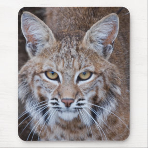 Bobcatansikte Musmatta