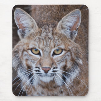 Bobcatansikte Musmatta