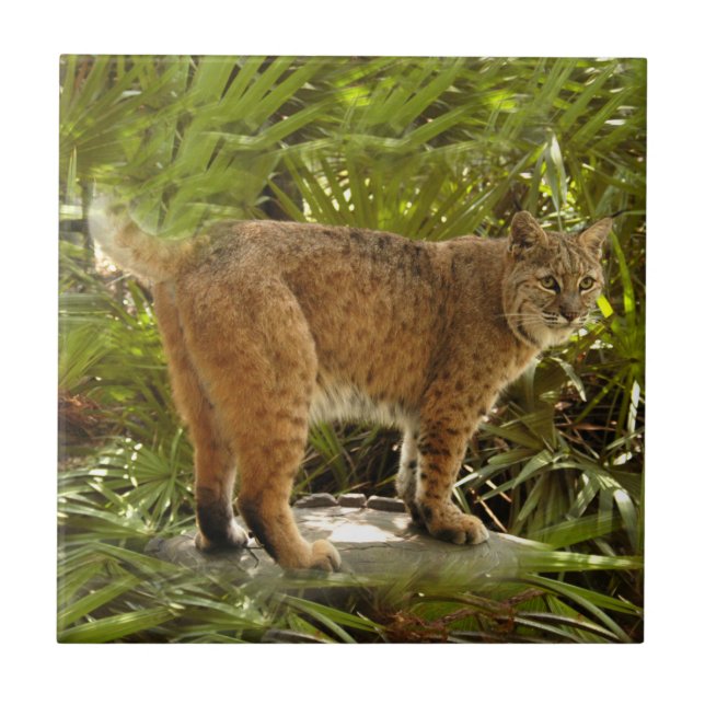 BobcatBCR004 Kakelplatta (Framsidan)