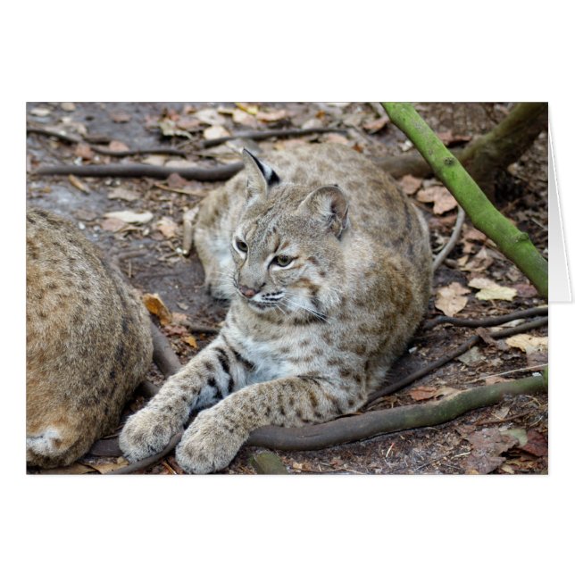 BobcatBCR017 Hälsningskort (Framsidan Horizontal)