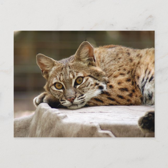 BobcatBCR018 Vykort (Framsida)