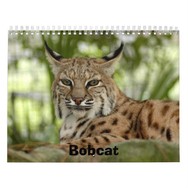 BobcatBCR031 Bobcat Kalender (Omslag)