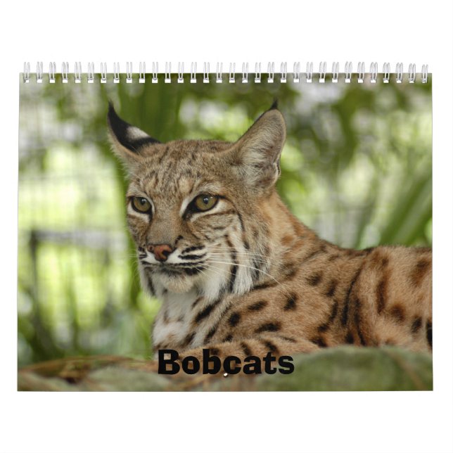 BobcatBCR032 Bobcats Kalender (Omslag)