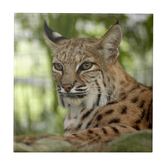 BobcatBCR032 Kakelplatta (Framsidan)