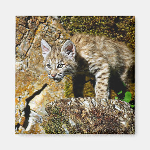 Bobcatkattunge på stenarna magnet