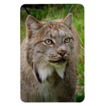 Bobcatporträtt