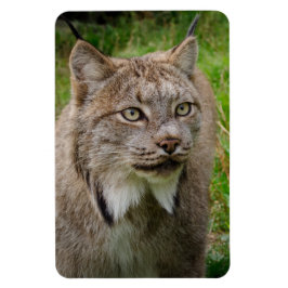 Bobcatporträtt Magnet