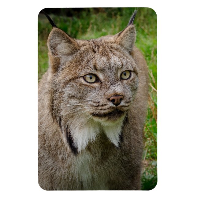 Bobcatporträtt Magnet (Vertikal)