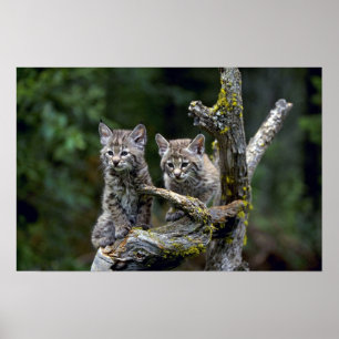 Bobcats-sommar-barn kattungar poster