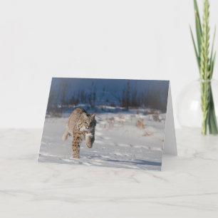 Bobcatspring i snö kort